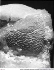 Historisches Foto von Galatheites melleri Bachmayer, unpubl. (NHMW-AFW-GEO-BACHMAYER-FOTO-1990-0041-1578)